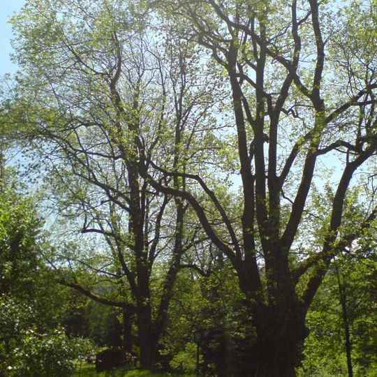 Jasany na Brčálníku