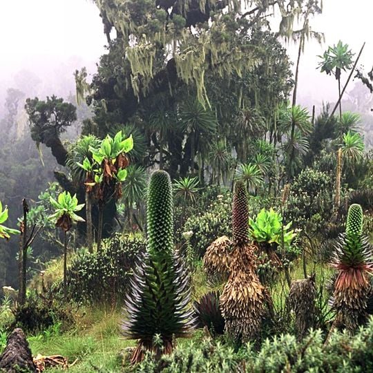 Parco nazionale dei Monti Rwenzori
