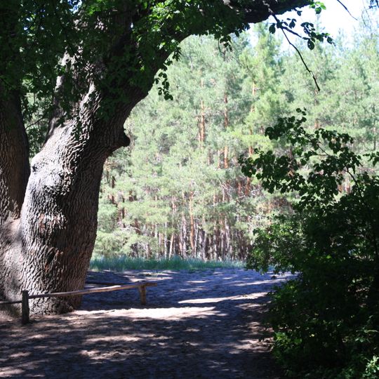 Վյոշենսկայայի կաղնի