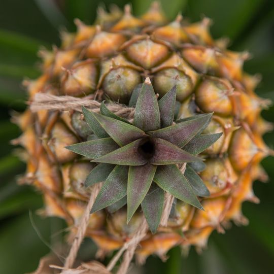 Plantação de Ananases Augusto Arruda