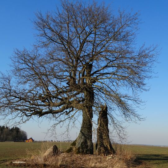 Kybarčiai oak