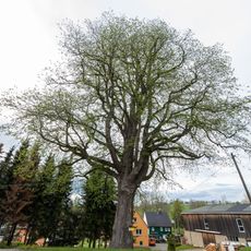 Ulmus glabra in  Kleinhartmannsdorf