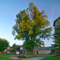 Koukalova lípa v Pavlově