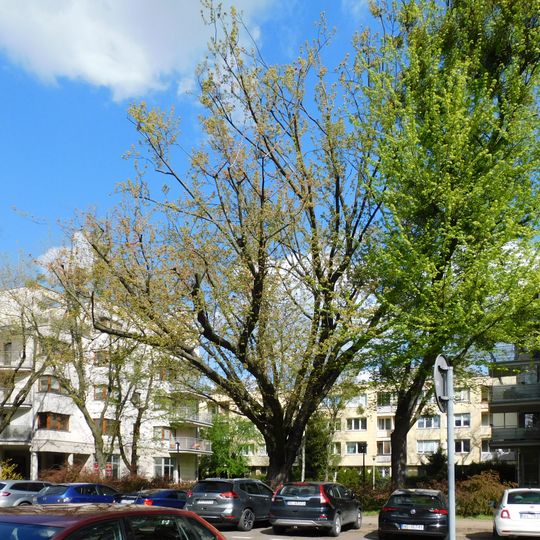 Pomnikowy klon przy ulicy Czorsztyńskiej 10a