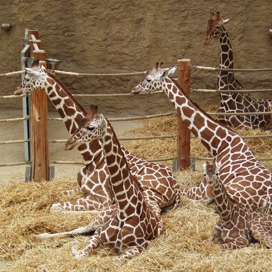 Duisburg Zoo