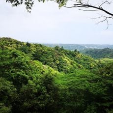 内浦山県民の森