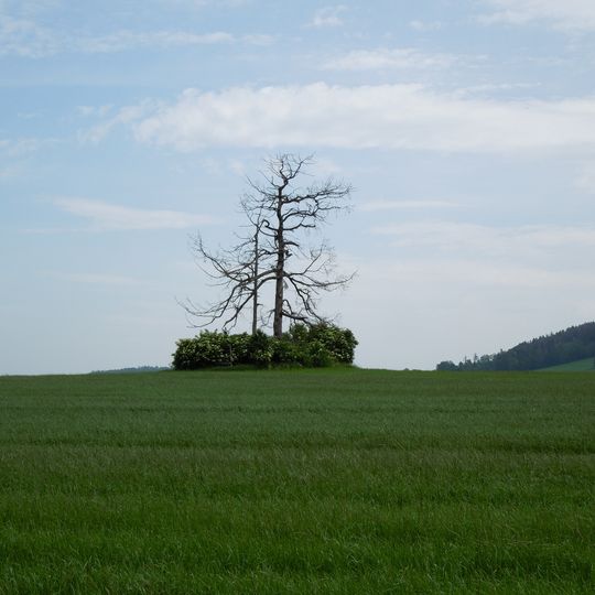 Lärche auf der Feldflur