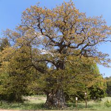 Dub na Záběhlé - dvoják