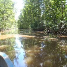 Guianan mangroves