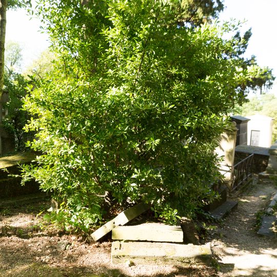 Grave of Unidentified 5