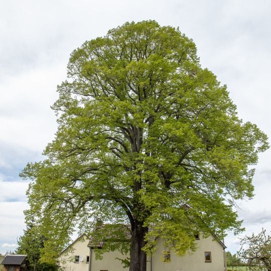 Winter-Linde in Hainichen