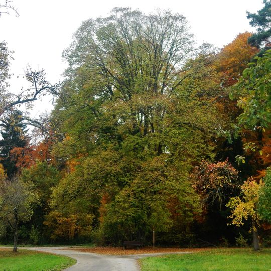 Friedenslinde an den Neuwiesen
