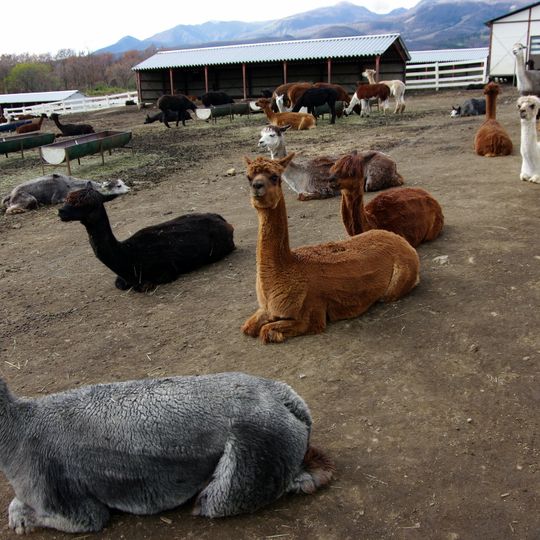 Nasu Alpaca Farm