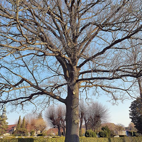 Luthereiche Schönbach