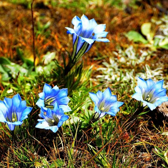 Jardín botánico subalpino del occidente de China