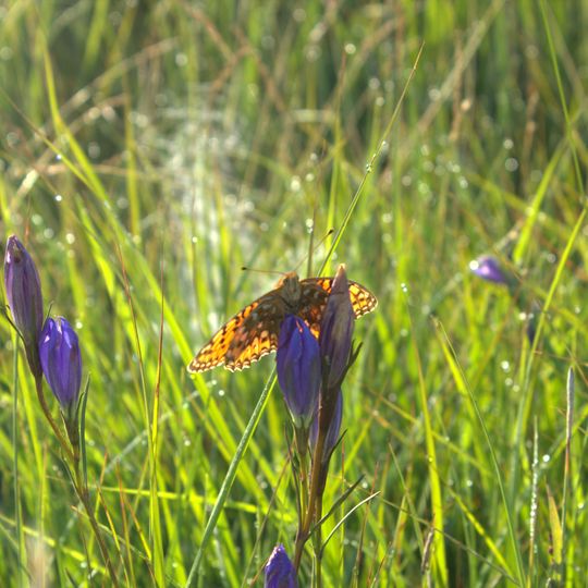 Hohenleipisch-Sornoer-Altmoränenlandschaft