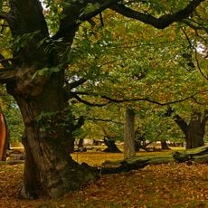 Chomutovská kaštanka