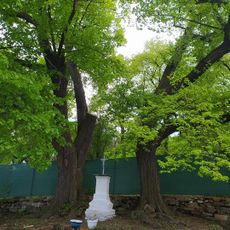 Lípy u červeného mlýna v Chanově