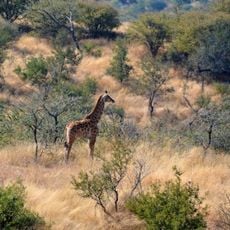 Daan Viljoen Game Reserve