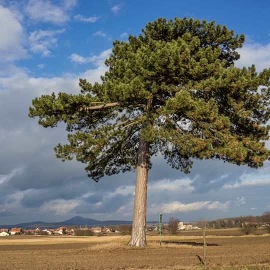 Borovice černá u Chodoun