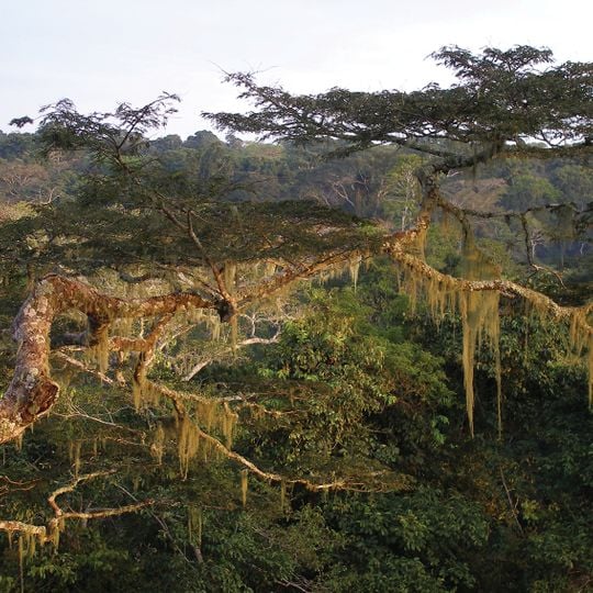 Parco nazionale di Dzanga-Ndoki