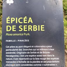 Épicéa de Serbie