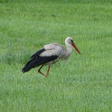 Barker und Wittenborner Heide
