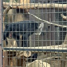 Lion-tailed Macaque