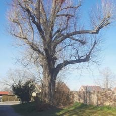 Naturdenkmal Sommerlinde (Tilia platyphyllos) am Zaun westlich der Kirche in Groß Jehser