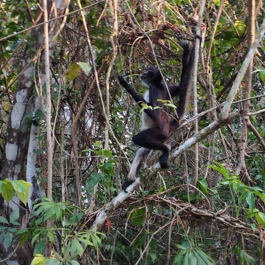 Punta Laguna Nature Reserve