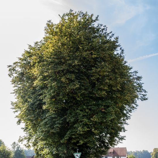 Holzplatzlinden in Leinburg