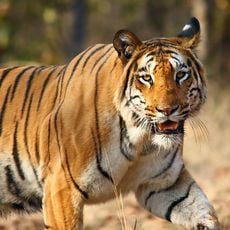 Nagzira Wildlife Sanctuary