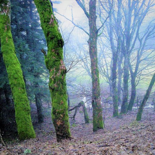 Riserva naturale Camaldoli
