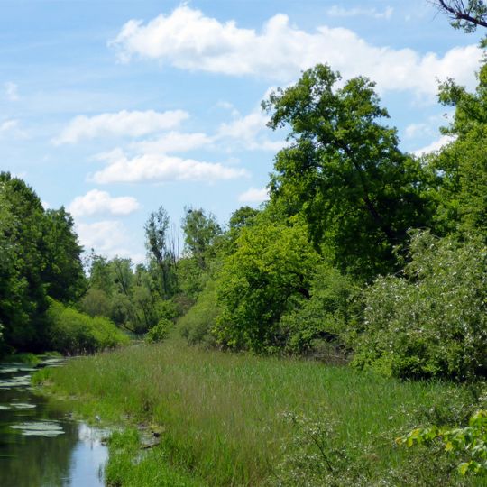 Rheinniederung zwischen Insel Aubügel und Neuburgweier