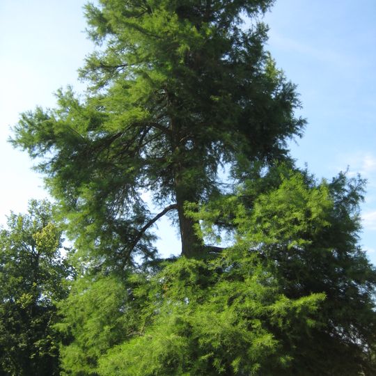 Naturdenkmal Sumpfzypresse  Schlosspark, östlich Schloss, Flur 5 , Flurstück 142/3, 768 in Baruth/Mark