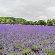 Farm Tomita