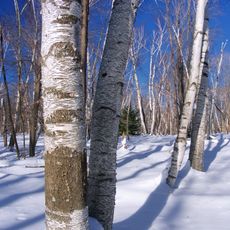 Marion Brooks Natural Area