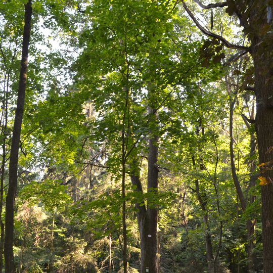 Edelkastanie am Pöstlingberg