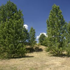 Jewish cemetery in Barcin