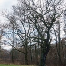 Naturdenkmal Eiche im Park Thammenhain