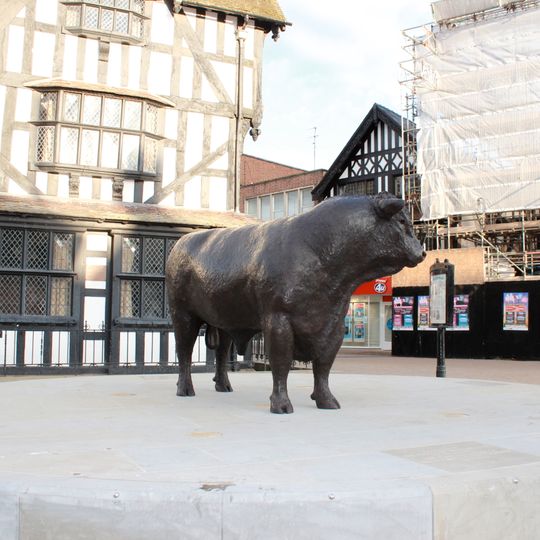 Hereford Bull
