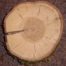 Rezerwat przyrody Dęby Napiwodzkie