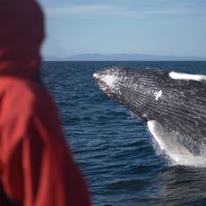 Elding’s Whale Watching Centre