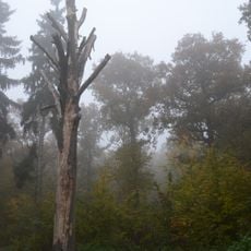 Buk lesní v Oboře Hvězda (před letohrádkem)