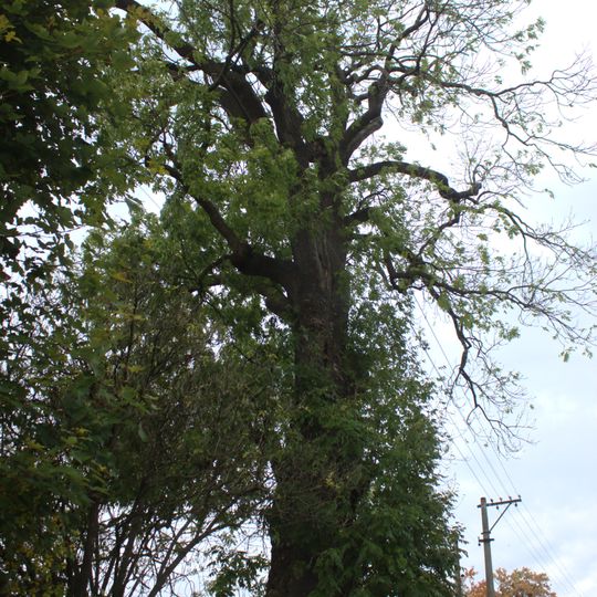 Křišťanovický jasan