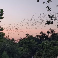 Waugh Drive Bat Colony