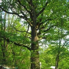 Dub ve Střížově I