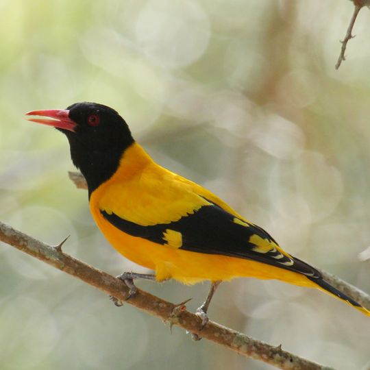 Parco nazionale di Sanjay