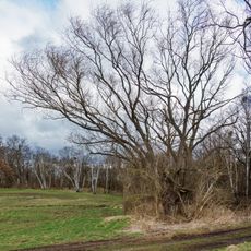 Pyrus pyraster, east from Wölpern