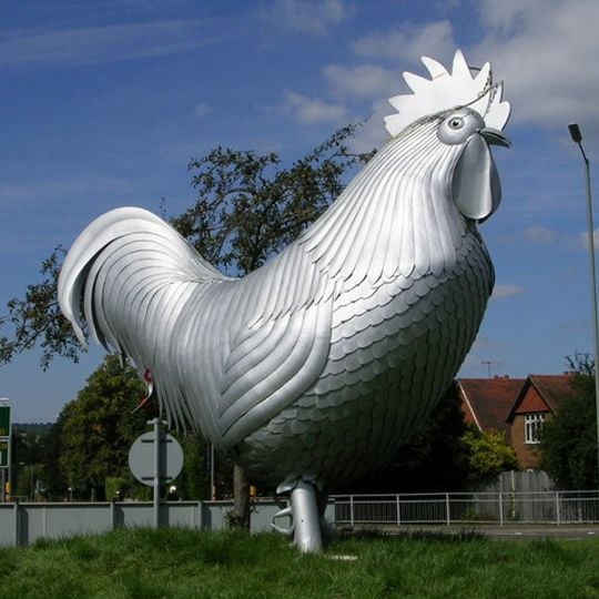 Dorking Cockerel